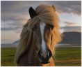 /album/bildgalleri/horse-pictures-jpg1/